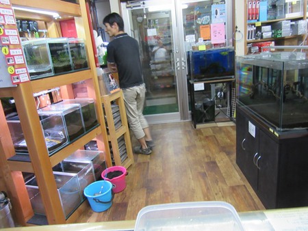 レッドビーシュリンプ繁殖成功でヤフオク！出品