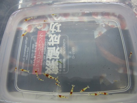 レッドビーシュリンプ繁殖成功でヤフオク！出品