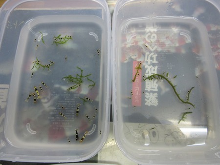 レッドビーシュリンプ繁殖成功でヤフオク！出品