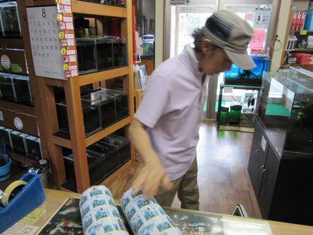 レッドビーシュリンプ繁殖成功でヤフオク！出品