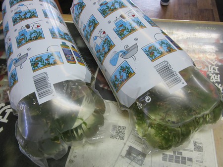 レッドビーシュリンプ繁殖成功でヤフオク！出品