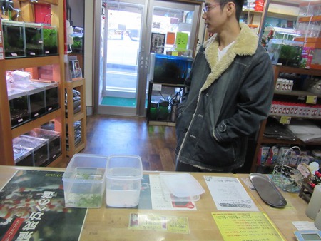 レッドビーシュリンプ