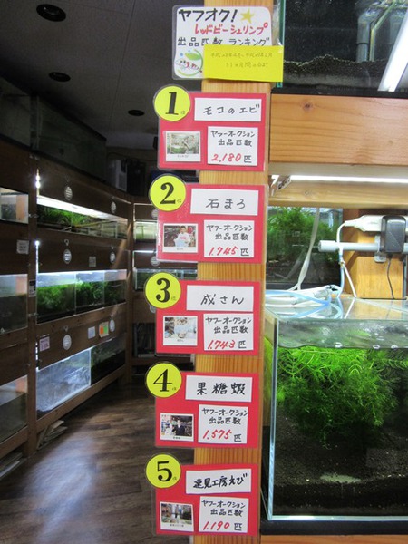 レッドビーシュリンプ