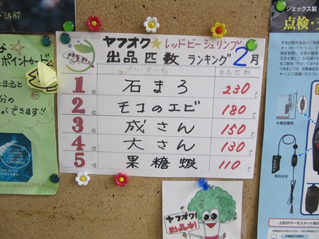 レッドビーシュリンプ