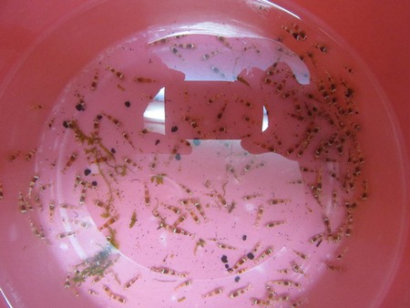 レッドビーシュリンプ