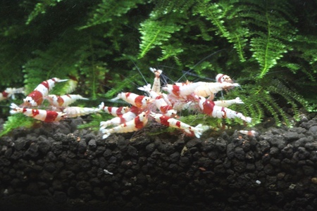 レッドビーシュリンプ　店内水槽