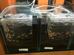 レッドビーシュリンプ繁殖でヤフオク！出品