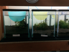 レッドビーシュリンプ繁殖でヤフオク！出品