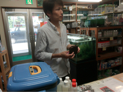 レッドビーシュリンプ繁殖でヤフオク！出品