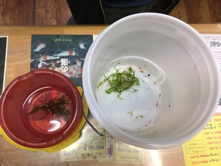 レッドビーシュリンプ