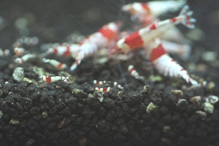 レッドビーシュリンプの赤ちゃん