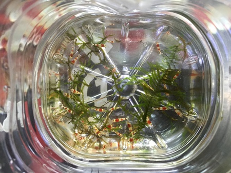 レッドビーシュリンプ繁殖でヤフオク！出品！