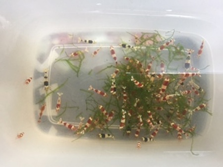 【まーぶる】産レッドとビーシュリンプ