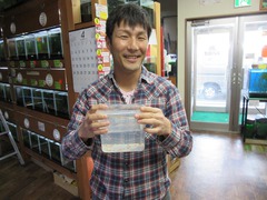 レッドビーシュリンプ繁殖でヤフオク！出品