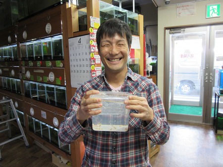 レッドビーシュリンプ繁殖で出品
