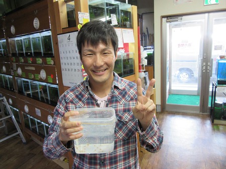 レッドビーシュリンプ繁殖で出品