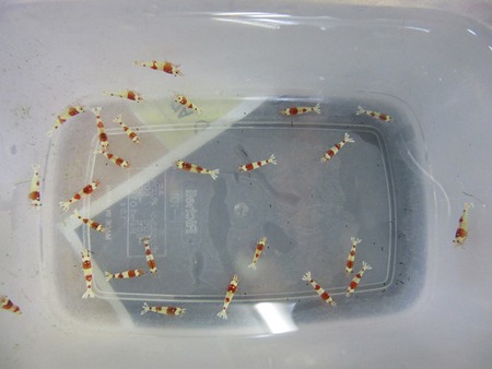 レッドビーシュリンプ繁殖で出品