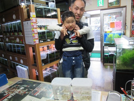 レッドビーシュリンプ繁殖でヤフオク！出品