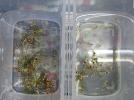 レッドビーシュリンプ繁殖でヤフオク！出品