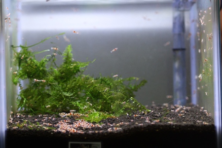 レッドビーシュリンプ繁殖で出品