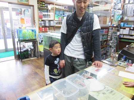 レッドビーシュリンプ繁殖でヤフオク！出品