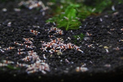 レッドビーシュリンプ繁殖で出品