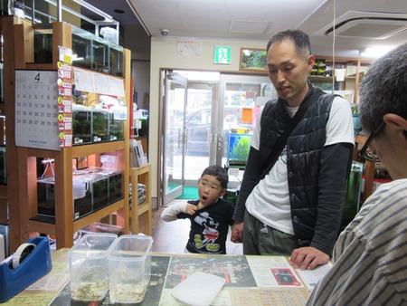 レッドビーシュリンプ繁殖でヤフオク！出品