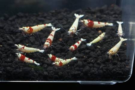 レッドビーシュリンプ繁殖でヤフオク！出品