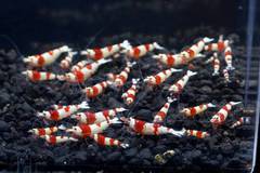 レッドビーシュリンプ繁殖でヤフオク！出品