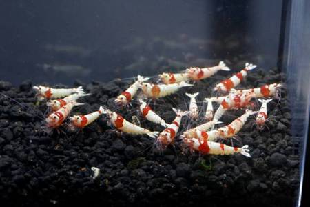 レッドビーシュリンプ繁殖成功でヤフオク！出品
