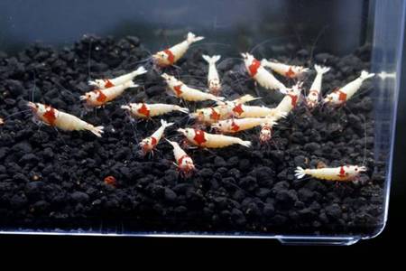 レッドビーシュリンプ繁殖成功でヤフオク！出品