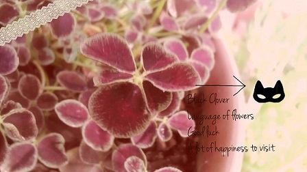 ブラッククローバー「幸運」