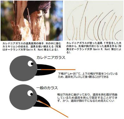 鳥の持つすごい能力 動物保護施設 アニマルランド神崎 動物引き取り