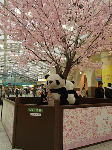http://img03.ti-da.net/usr/s/u/n/suntargas/20140331panda.jpg