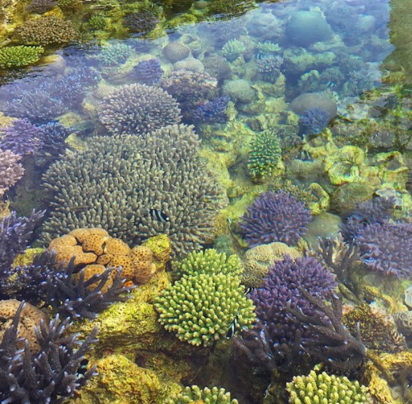 サンゴ畑 サンゴ畑 sea seed