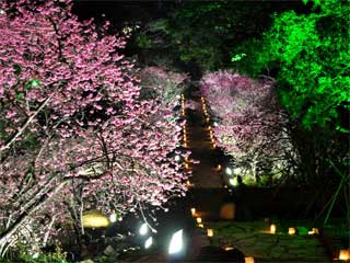 今帰仁グスク桜まつり