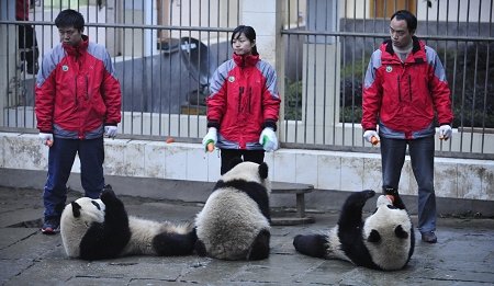 揭秘世博熊猫搬家全过程 调温供养实时监控