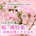 日比谷花壇　フラワーギフト　桜　さくら