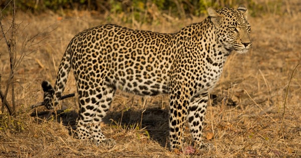 チーター ジャガー ヒョウ アメリカンコッカ のあんちゃん お空の3ワンコ もん らん コロン チーター ジャガー ヒョウ アメリカンコッカ のあんちゃん お空の3ワンコ もん らん コロン