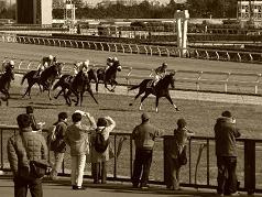 6頭立て競馬『TOP』