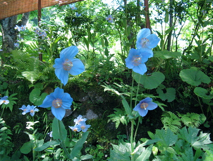 青いケシの花－1.jpg