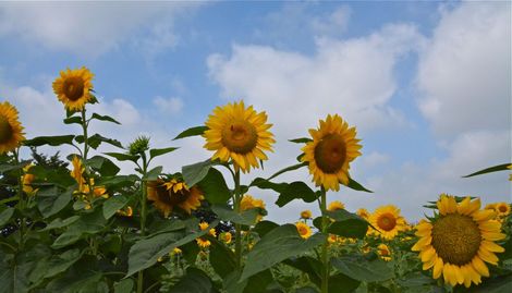 ひまわり-3.jpg
