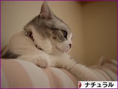 にほんブログ村 インテリアブログ ナチュラルインテリアへ