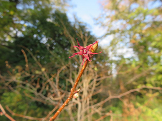 最終氷期の生き残りマルバノキ 植物多様性センター 多摩散歩人のブログ