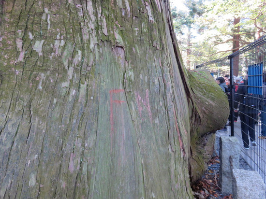 たこ杉の落書き カールがかわいいオクモミジハグマ 紅葉期の高尾山 多摩散歩人のブログ