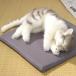 本物そっくり癒しねこ