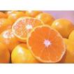 ヤフーショッピング　柑橘類（人気順）
