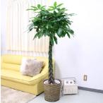 パキラ 10号＋バスケット鉢カバー(観葉植物）