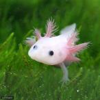 ▼ウーパールーパー　“リューシスティック　白（黒目）”（１匹）