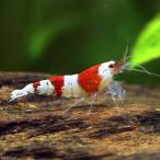 ▼赤白バンド・ビーシュリンプ（１０匹）